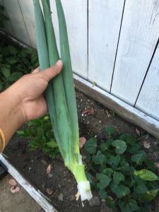 spring onion