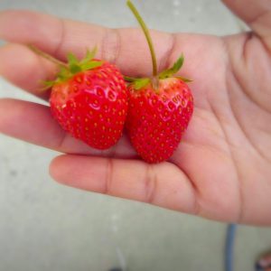 strawberries