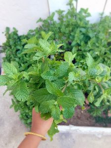 mint harvest