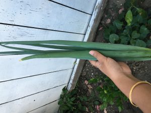 spring onion