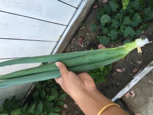 spring onion