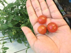 cherry tomato