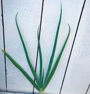 spring onion