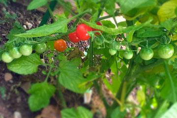 cherry tomato