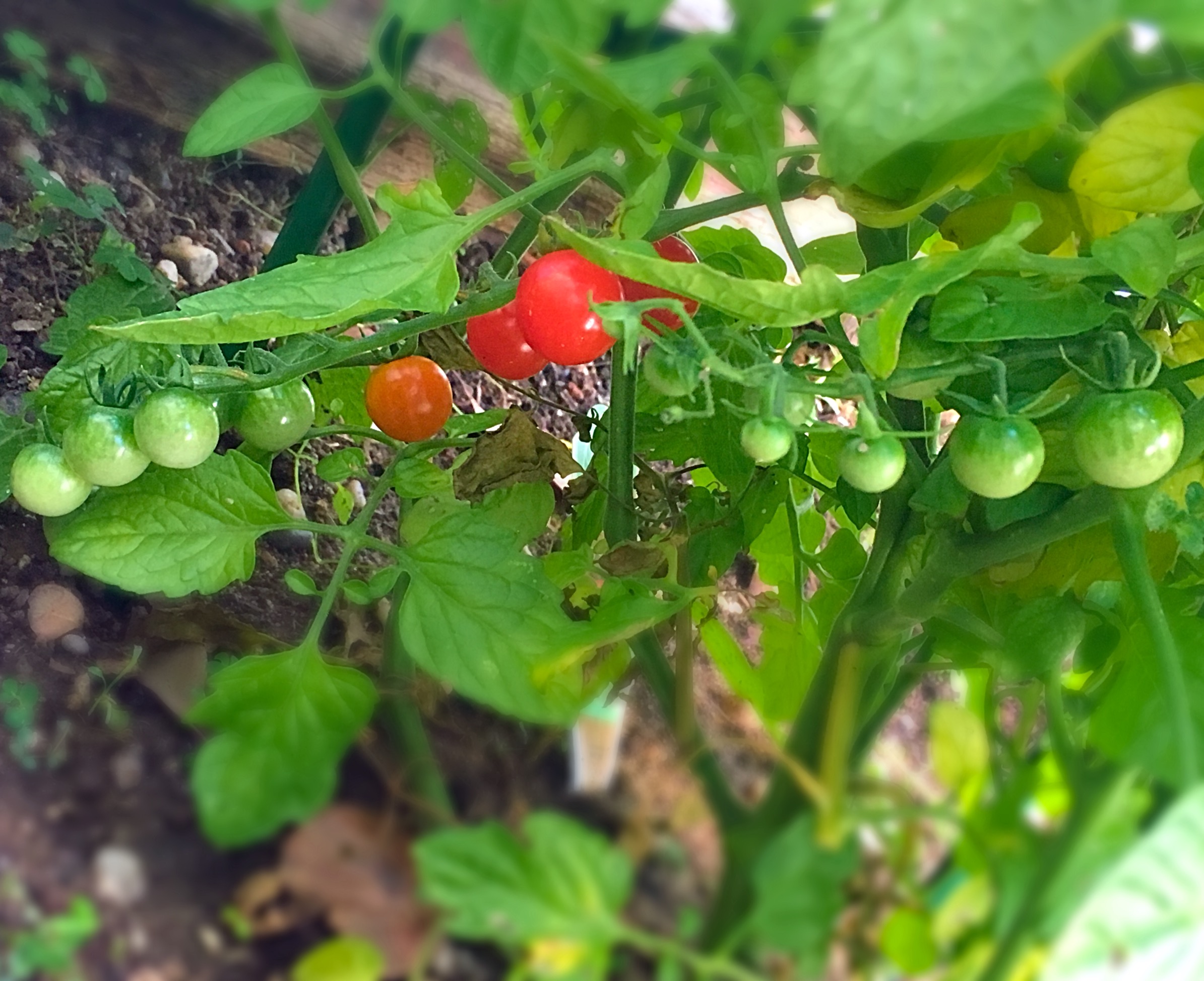 cherry tomato