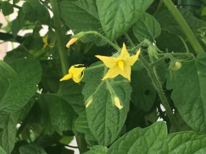 cherry tomato flower