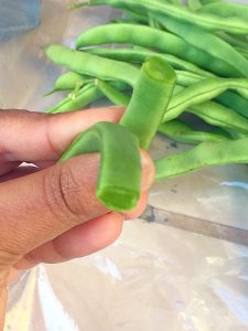 beans harvest