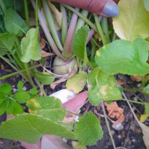 radish harvest