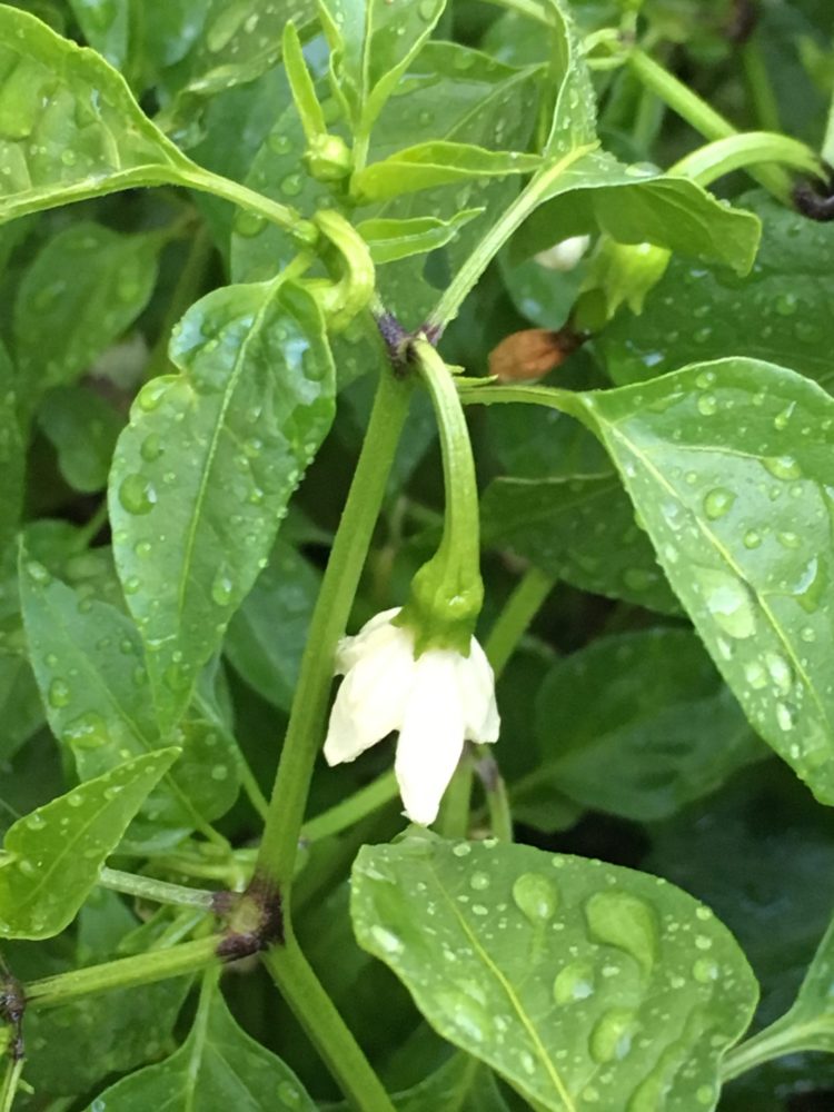 How to grow chili at home Sandhya's recipes