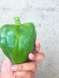 capsicum