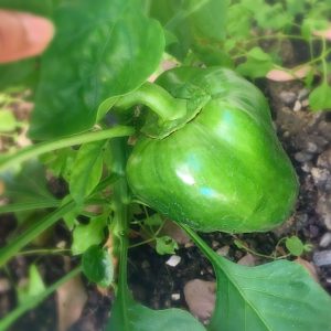 capsicum