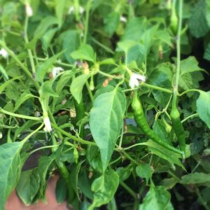 chili harvesting