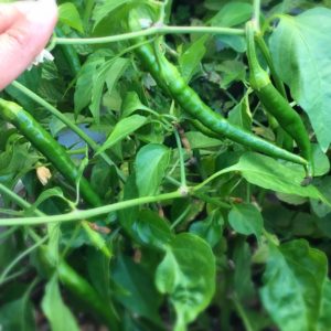 chili harvesting