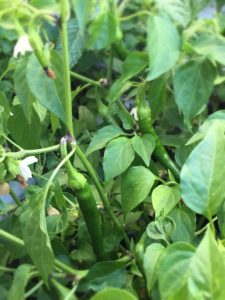 chili harvesting