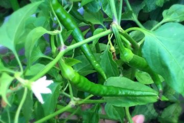 chili harvesting