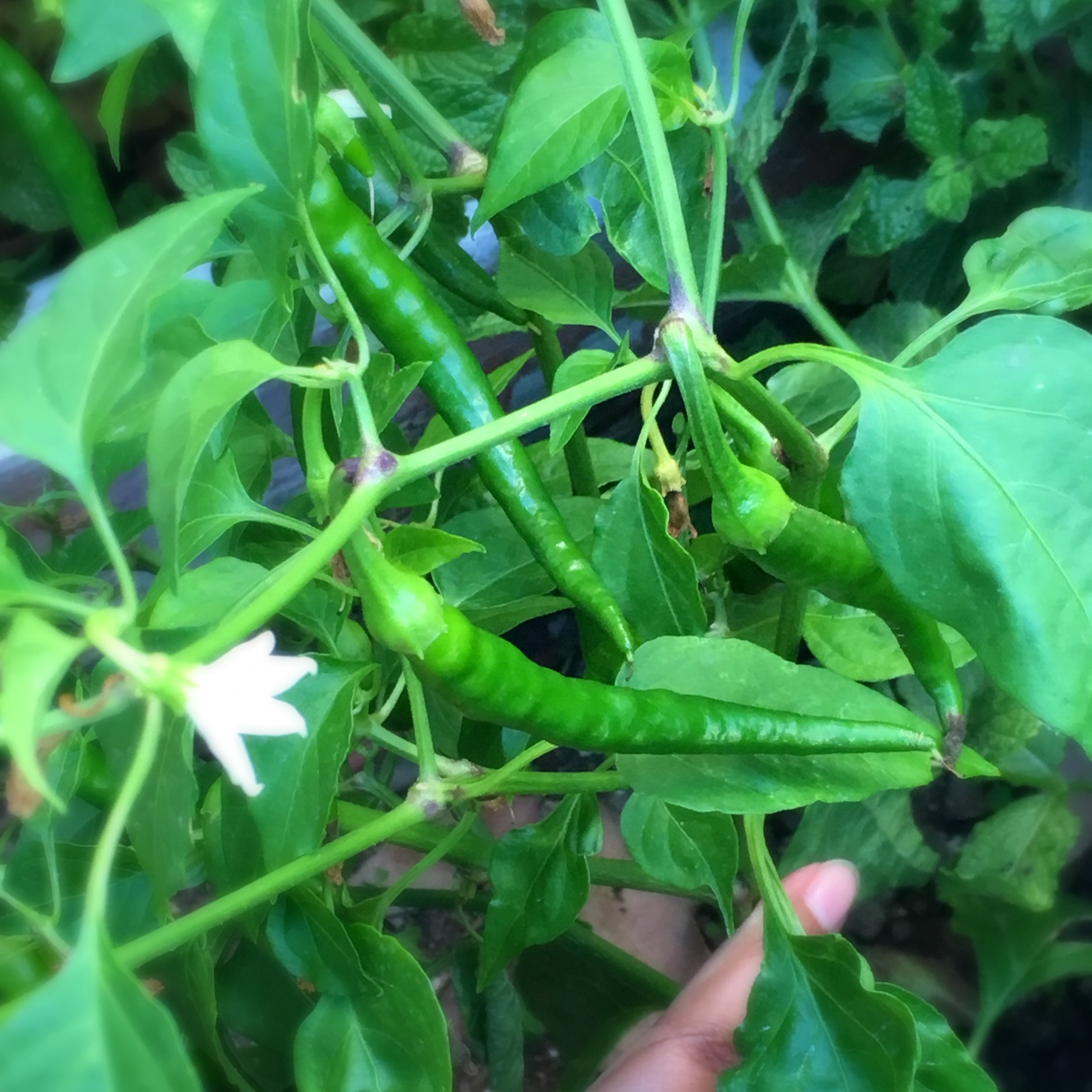 chili harvesting