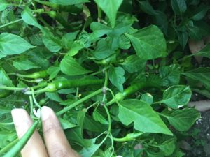 chili harvesting