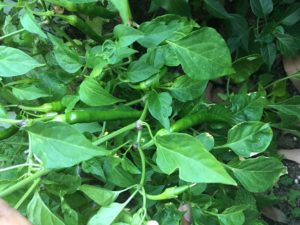 chili harvesting