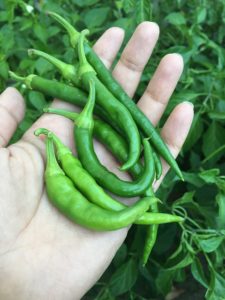 chili harvesting