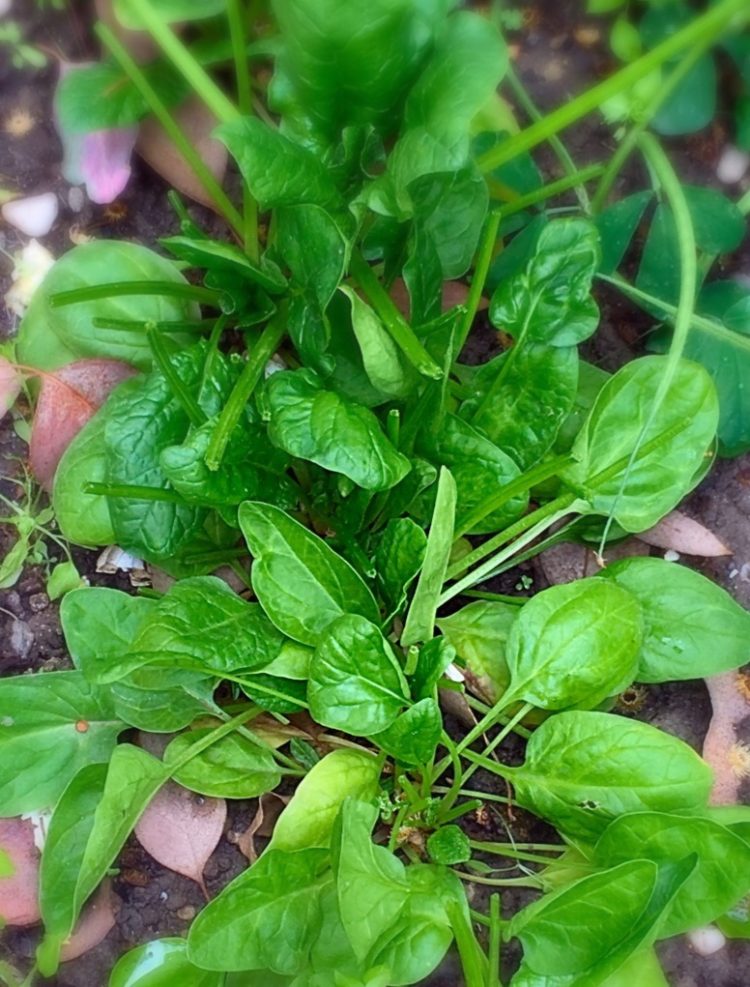 How to grow spinach at home Sandhya's recipes