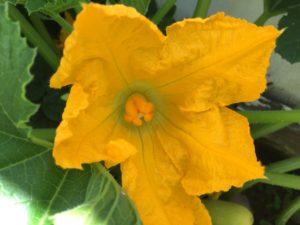 how to grow summer squash at home