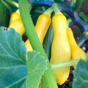 how to grow summer squash at home