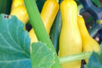 how to grow summer squash at home