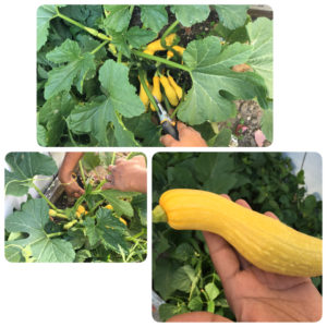 how to grow summer squash at home