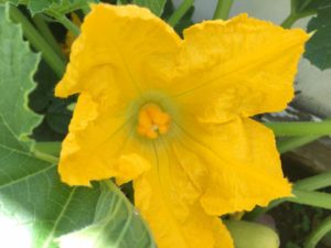 how to grow summer squash at home