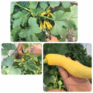 how to grow summer squash at home