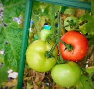 tomato gardening