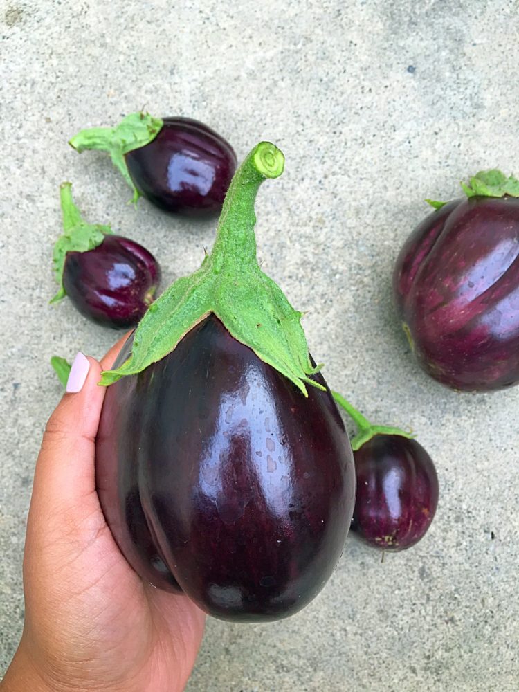 How to grow eggplant at home Sandhya's recipes