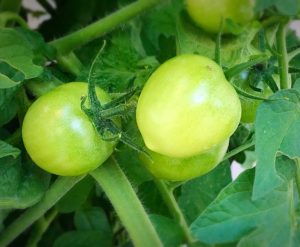 tomato gardening