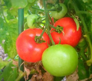 tomato gardening