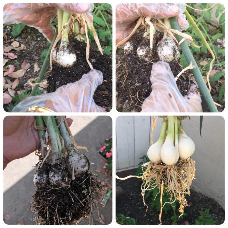 How to grow spring onion/ green onion at home Sandhya's recipes