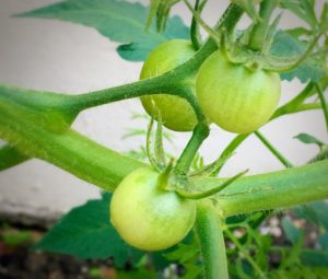 tomato gardening