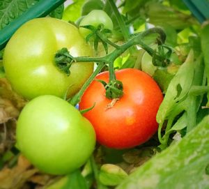 tomato gardening