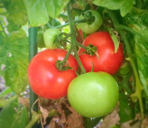 tomato gardening