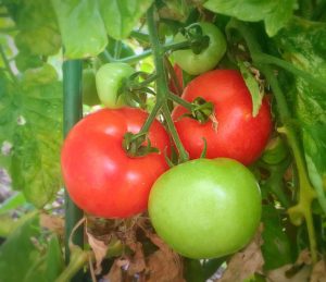 tomato gardening