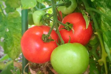 tomato gardening