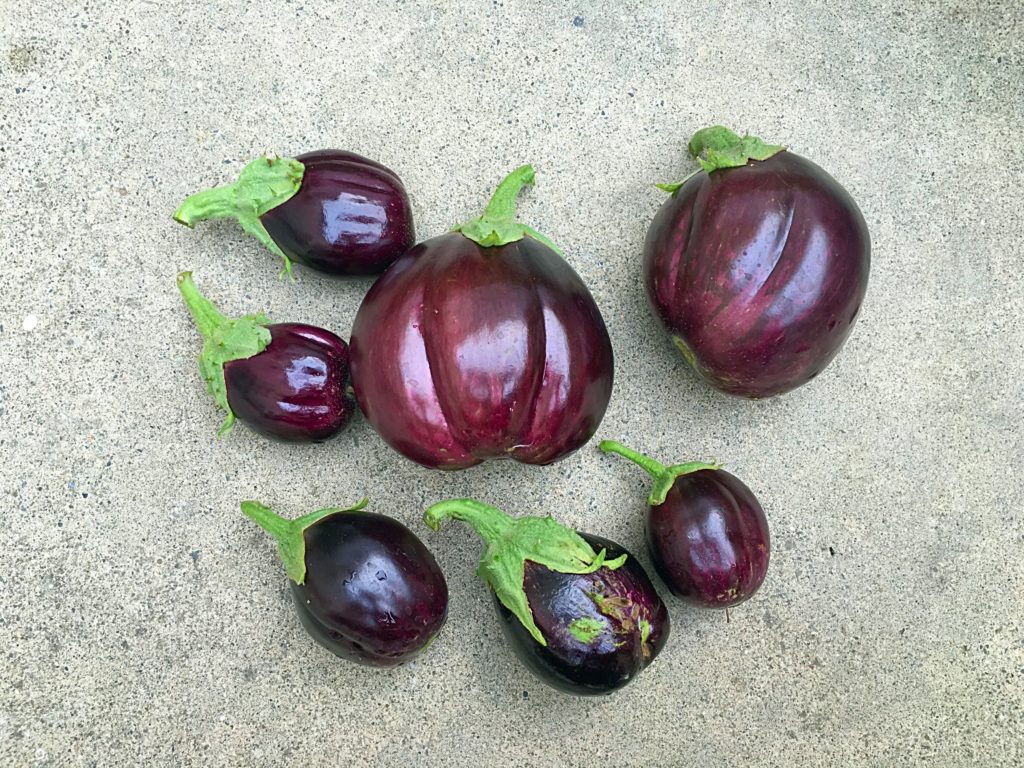 How to grow eggplant at home Sandhya's recipes