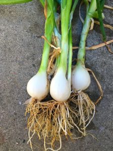 spring onion