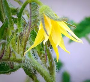 tomato gardening