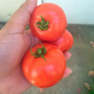 tomato gardening