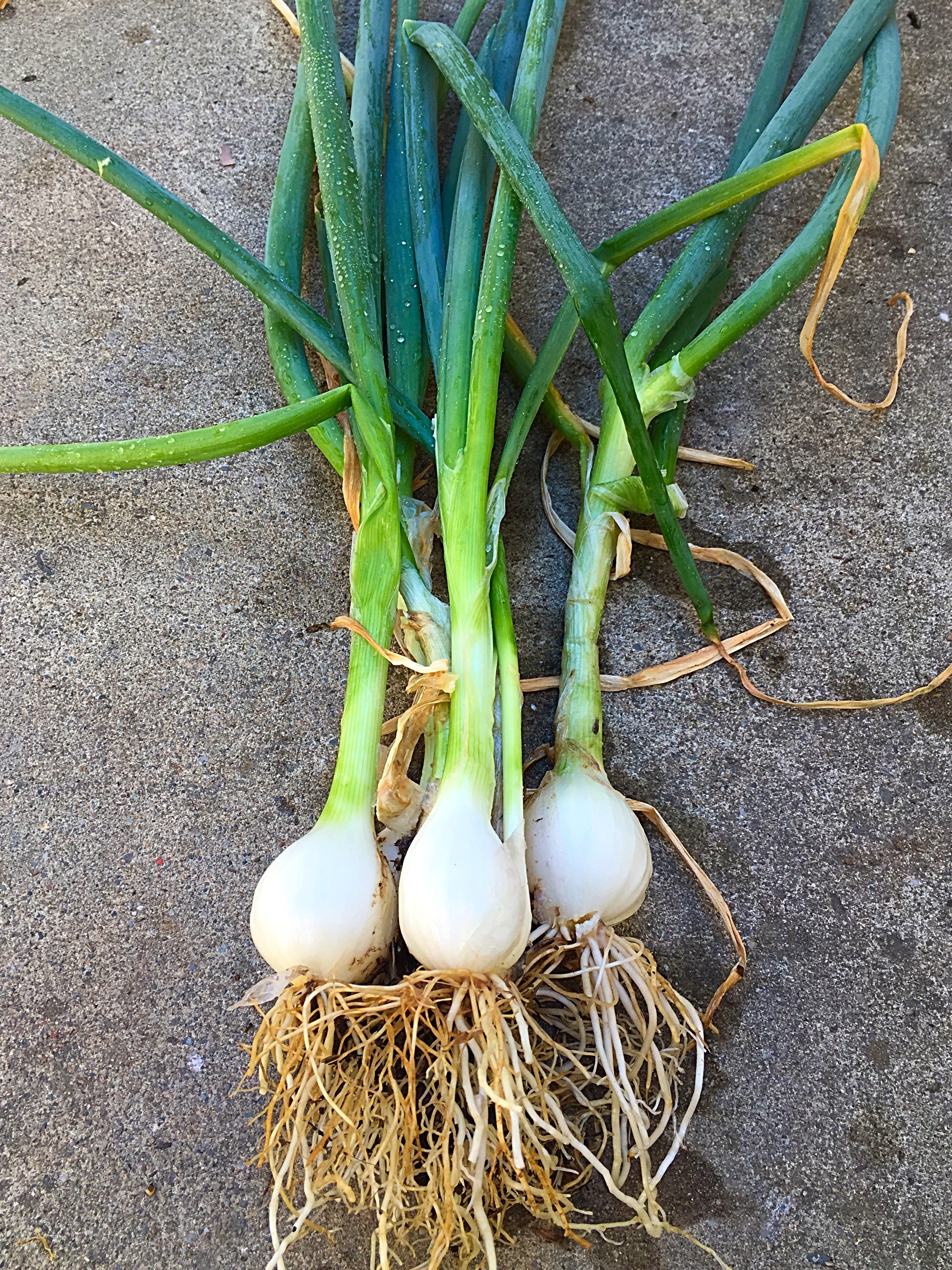Spring onion plant care