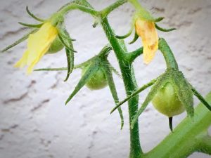 tomato gardening