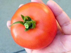 tomato gardening