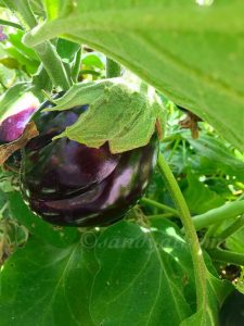 Eggplant bajji